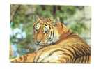 Cpm Tigre Tiger - Tigri