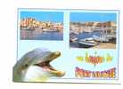 Cpm Theme Dauphin Un Bonjour De Port Leucate ( Dolphin ) - Delfines