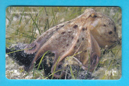 MUSKY OCTOPUS (Eledone Moschata) - Croatia Old Rare Card * Undersea Poulpe Sépia Oktopus Seepolyp Tintenfisch Pulpo - Kroatië