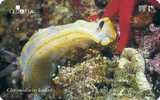 Croatia - Croatie - Kroatien - Undersea World - Underwatter - Marine Life - Fish – Poisson - Chromodorirs K. - Fish