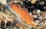 Croatia - Croatie - Kroatien - Undersea World - Underwatter - Marine Life - Fish – Poisson - Dondiee B. - Croatie