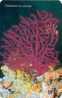 Croatia - Croatie - Kroatien - Undersea World - Underwatter - Marine Life - Fish – Poisson - Corals - Paramuricea C. - Croatie