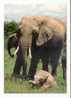 Elephant: Campagne Amnistie Pour Les Eléphants - Photo: Pierre Pfeffer (05-5065) - Éléphants