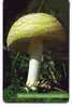 MUSHROOMS  Slovakia Old Card Mushroom Champignon Funghi Champignons Pilz Pilze Champinon Champinones Cogumelo Cogumelos - Slovakia