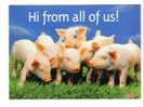 Pig - Cochon - Pigs - Cochons - Porc - Schwein - Schweine  -  Maiale -  Cerdo -  MINT Postcards ( View Card ) - Cerdos