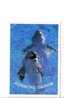 Undersea - Dolphin - Delphin -delfin– Delphine - Dauphin – Delfino – Dauphins - Dolphins  -Croatia Beautifull Postcard - Dolphins