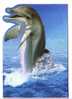 Undersea - Dolphin - Delphin -delfin– Delphine - Dauphin – Delfino – Dauphins - Dolphins  -Croatia Beautifull Postcard - Dolfijnen