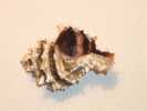 Seashells –seemuschel -conchiglia– Sea Shell – Coquille –muschel– Seashell - Muricidae -Croatian Adriatic Sea MUREX  #2. - Conchas Y Caracoles