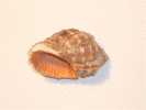 Seashells –seemuschel -conchiglia– Sea Shell – Coquille – Seashell -Croatian Adriatic Sea THAIS HAEMASTOMA (Linne,1767) - Schelpen