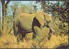 Elephant - Elefanti