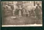 Types Pyrénéens - Troupeau De Vaches (Pyrénées) - Veeteelt