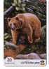 Animals – Fauna - Animaoux - Faune - Bear – Grizzly – Baer – Oso – Ours – Orso - Israel - Giungla