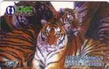 Tiger – Tigre – Tigresse – Tigers -  Jungle - Fauna – Wild Animals – Faune – Animaoux - Giungla