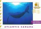 Canada : Entier Carte, Baleine Rorqual à Bosse. Superbe ! - Baleines