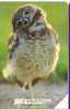Birds Of Pray - Oiseaux - Bird - Oiseau - Owl - Eule - Hibou – Owls - Chouette - Eulen - Buho - Gufo – Civetta -  Italy - Aquile & Rapaci Diurni