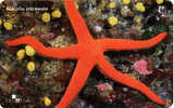 Croatia - Croatie – Starfish – Seestern – Estrella De Mar – Asterie – Etoile De Mer – Stella Di Mare -  HACELIA A. - Vissen