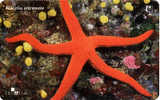 Croatia - Croatie – Starfish – Seestern – Estrella De Mar – Asterie – Etoile De Mer – Stella Di Mare -  HACELIA A. - Croazia