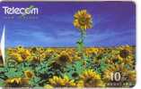 SUNFLOWER ( New Zealand ) - Tournesol - Soleil - Girasol - Girasole - Sonnenblume - Sunflowers - Tournesols - Nuova Zelanda