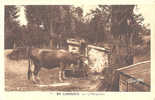 19 - 23 - 87 - SERIE En LIMOUSIN - BELLE SCENE - VACHE à L'ABREUVOIR Avec Son MAITRE - Farms