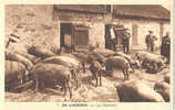 19 - 23 - 87 - SERIE En LIMOUSIN - BELLE SCENE - COUR De FERME - LE CASSE  CROUTE Des COCHONS - Granja