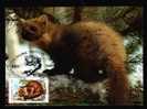 Romania 1990 Maxi Card  With Animal Rodents MARTES Very Nice Personal Realisation. - Roedores