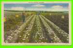 AGRICULTURE - POTATO DIGGING - MAINE -  ANIMATED - CARD TRAVEL IN 1953 - AMERICAN ART POST CARD - - Cultivation