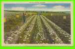 AGRICULTURE - POTATO DIGGING - MAINE -  ANIMATED - CARD TRAVEL IN 1953 - AMERICAN ART POST CARD - - Culturas