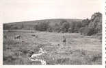 23 - CREUSE - ROYERE - AGRICULTURE - SCENE De PATURAGE - PAYSAN Avec Sa FAULX - Royere