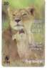 Brasil - Fauna – Wild Animals – Jungle - Faune – Animaoux - Loewe – Lion – Leon – Leone – Lions - Jungle