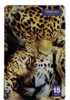 PANTHERA ONCA ( Brasil ) – Jungle – Panther – Ounce – Once - Pantera – Onces - Panthere - Leopard - Oerwoud