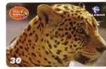 PANTHERA ONCA ( Brasil ) – Jungle – Panther – Ounce – Once - Pantera – Onces - Panthere - Leopard - Dschungel