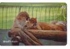 Brasil - Faune – Animaoux – Jungle – Cougar - Panther - Jaguar - Puma Concolor - Oerwoud