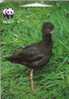 New Zealand - Fauna – Faune - Birds - Oiseau - Vogel - Oiseaux  - Bird - Voegel - Uccello – Pajaro - BLACK STILT - WWF - New Zealand