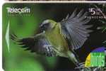 New Zealand - Fauna – Faune - Birds - Oiseau - Vogel - Oiseaux  - Bird - Voegel - Uccello – Pajaro - BELLBIRD - Nouvelle-Zélande