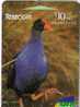 PUKEKO - Purple Swamphen ( New Zealand )*** African Purple Swamphen (Swamp Hen ,Moorhen , Gallinule) Porphyrio Porphyrio - Andere & Zonder Classificatie