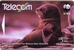 New Zealand - Fauna – Faune - Animals - Animaux - Anumal - Seals - NZ Fur Seal  ( WWF  ) - Nouvelle-Zélande