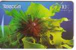 New Zealand - Undersea – Underwater - Marine Life – Fish – Poisson – Diadema Sea Urchin - Poissons