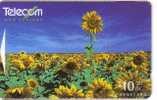 SUNFLOWER ( New Zealand ) - Tournesol - Soleil - Girasol - Girasole - Sonnenblume - Sunflowers - Tournesols - Blumen