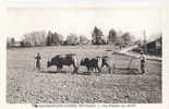 87 - ORADOUR S/ VAYRES - AGRICULTURE - ATTELAGE DE BOEUFS - LABOUR - HERSE - LABOURAGE - SUPERBE CARTE - Oradour Sur Vayres