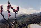 Corse En Descendant Du Col De Pentone Vers Corte - Corte