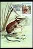 Mozambique Carte Maximum With Rodents Shrew 1983. - Nager