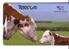 New Zealand Farm Animals - Cow – Kuh – Vache - Vaca - Vaches – Vaccino – Vacca – Cows - He - Nuova Zelanda