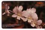 Singapore - Singapour – Flower - Fleur (fleurs) - Flowers - Orchid - Orchidee - Orchids - DENDROBIUM Hawaiian ( 11SIGC ) - Singapore