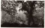 29 HUELGOAT Coulée De Lumière Dans La Foret, Jolie Photo, Ed Yvon 169, 193? - Huelgoat