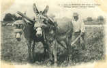 86 - VIENNE - MIREBEAU - AGRICULTURE - LABOUR - LABOUREUR - ASS - EZEL - ANE Attelés En GUIMPE - TOP SELECTION - 1910 - Mirebeau