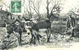 86 - VIENNE - MIREBEAU - AGRICULTURE - LABOUR - LABOUREUR - ASS - EZEL - ANE Attelés En GUIMPE - SELECTION- TIMBREE 1908 - Mirebeau
