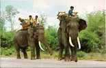 ELEPHANT Walking Slowly On The Road In North Thailand. ( IVOIRE ) - Elephants
