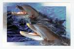 Antibes: Marineland, Dauphin (06-1345) - Delphine