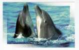 Antibes: Marineland, Dauphin (06-1346) - Delphine