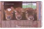 Cow – Kuh – Vaca - Vache – Vaccino – Vacca – Cows - Jersey Cows - [ 7] Jersey And Guernsey